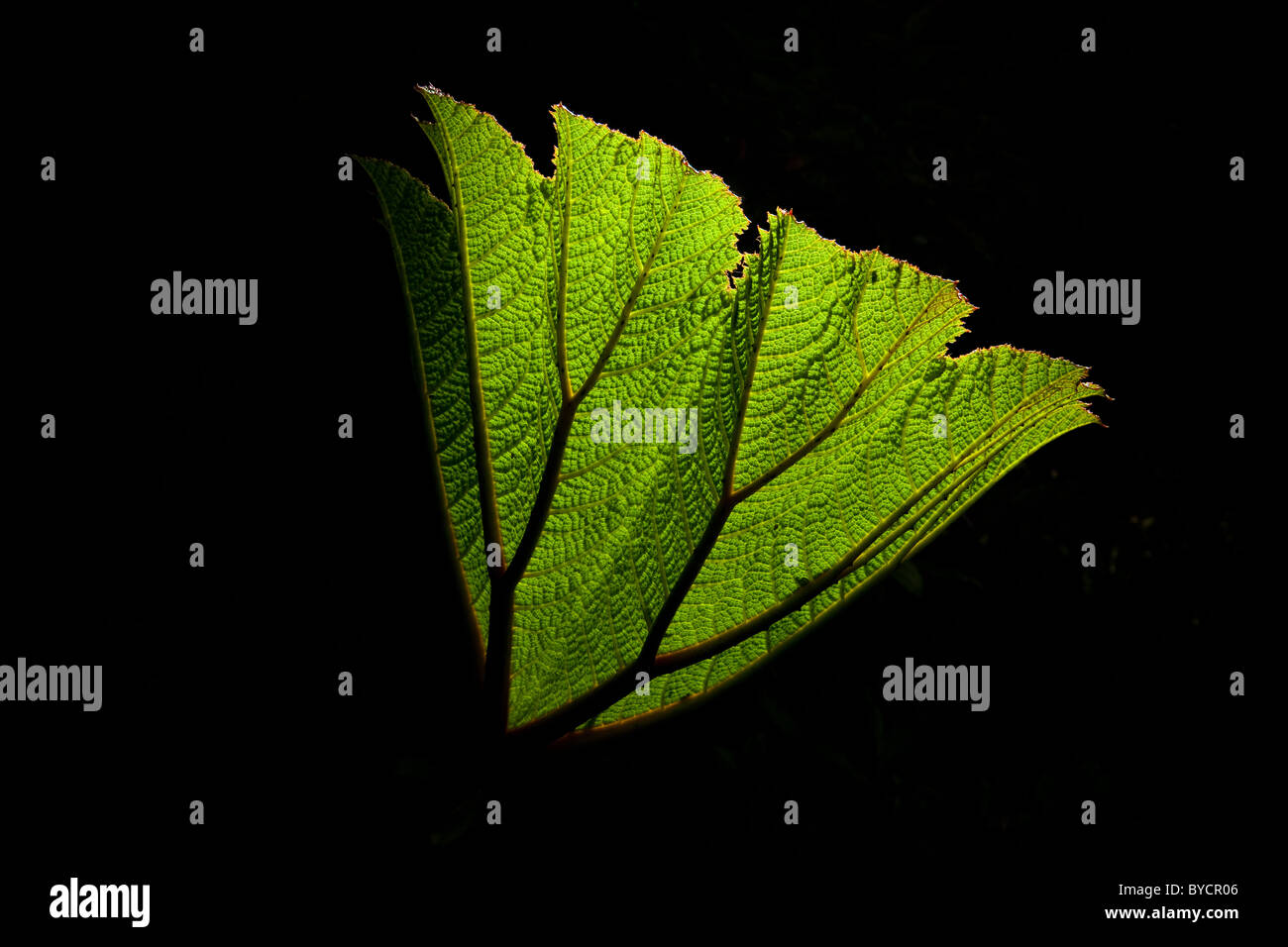 Unfolding leaf in La Amistad national park, Chiriqui province, Republic of Panama. Stock Photo