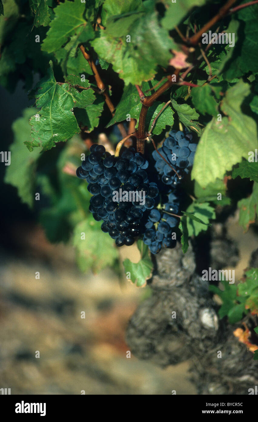 Grappe De Raisin Noir Dans Une Vigne Black Grapes In A Vineyard In Southern France Stock Photo Alamy