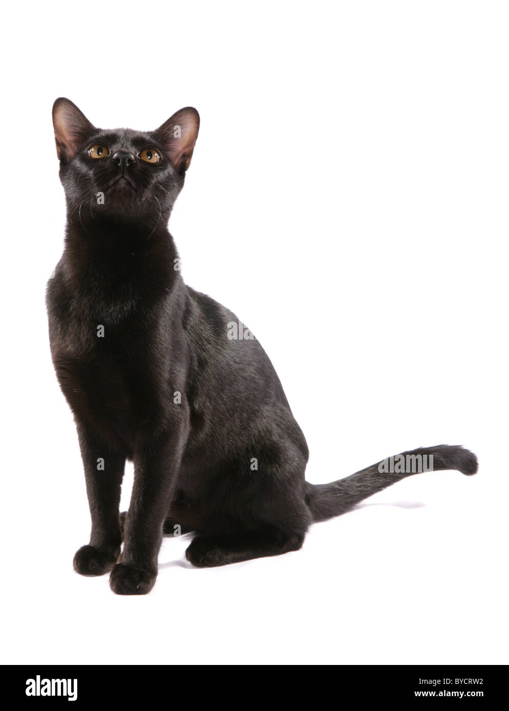 Asian bombay black adult cat Portrait Studio Stock Photo Alamy