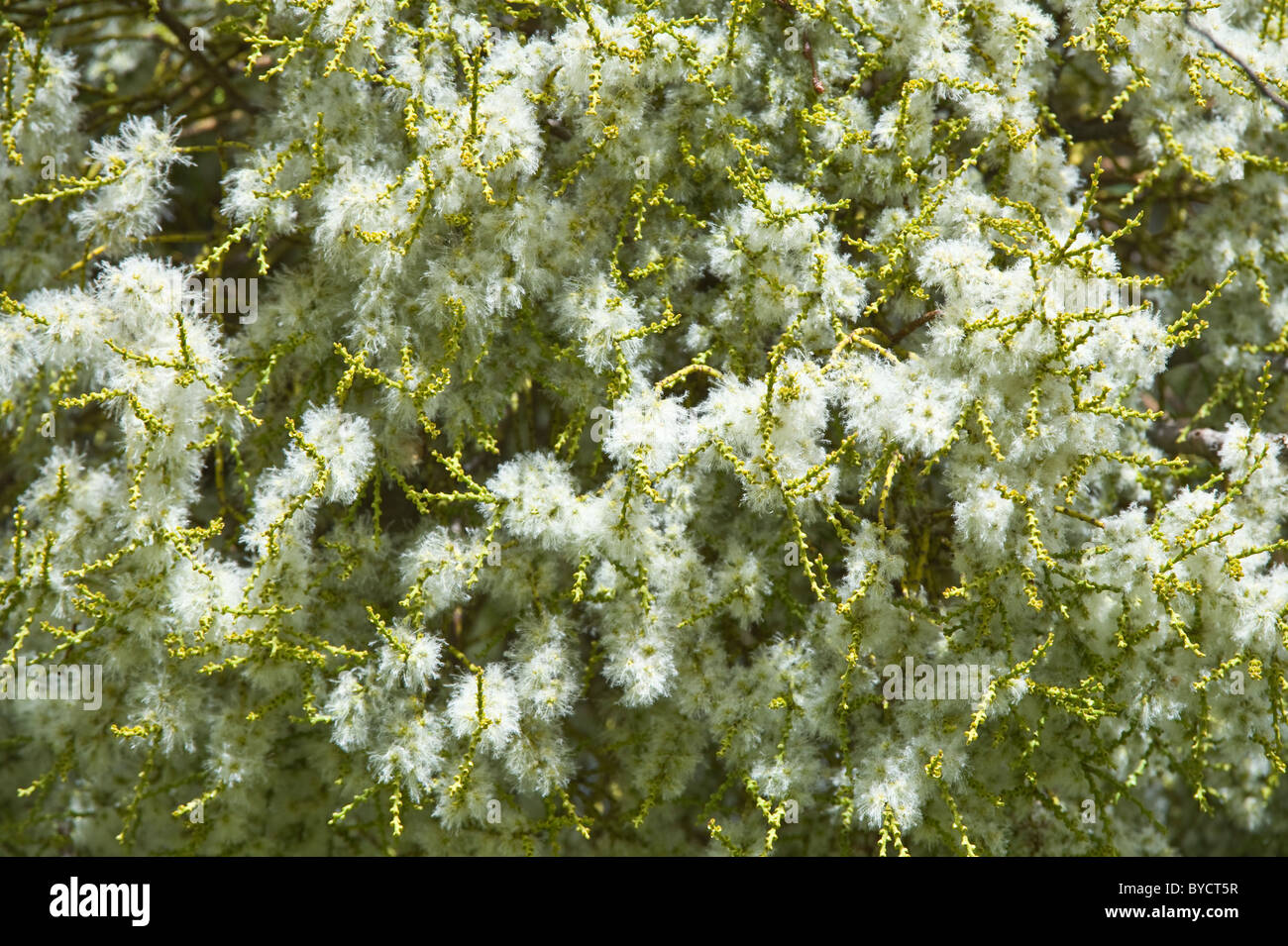 Farolito Chino, False mistletoe (Misodendrum punctulatum) grows and flowers on Nothofagus tree North of El Calafate Argentina Stock Photo