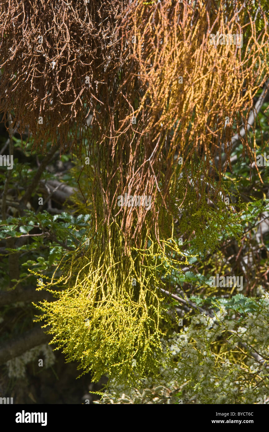 Farolito Chino, False mistletoe (Misodendrum punctulatum) grows and flowers on Nothofagus tree North of El Calafate Argentina Stock Photo