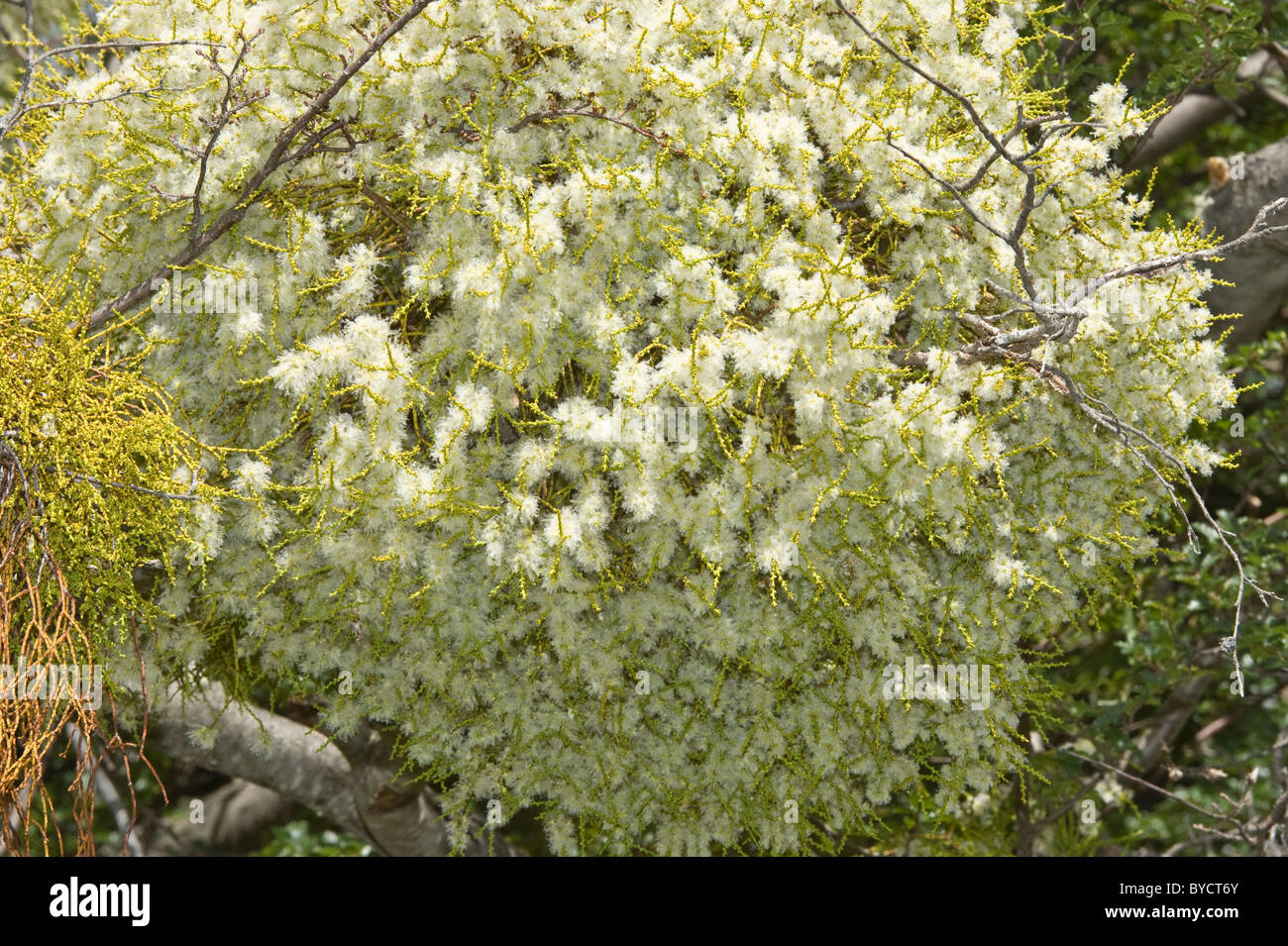 Farolito Chino, False mistletoe (Misodendrum punctulatum) grows and flowers on Nothofagus tree North of El Calafate Argentina Stock Photo