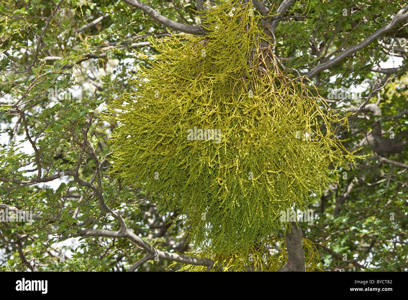 Farolito Chino, False mistletoe (Misodendrum punctulatum) grows and flowers on Nothofagus tree Stock Photo