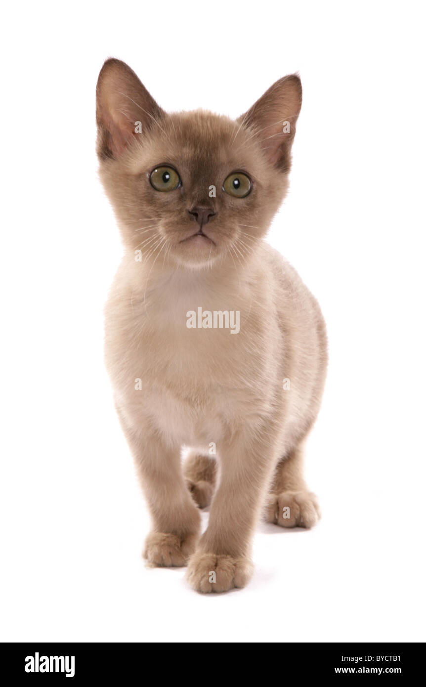 Burmese chocolate kitten Standing Portrait Studio Stock Photo Alamy — free download