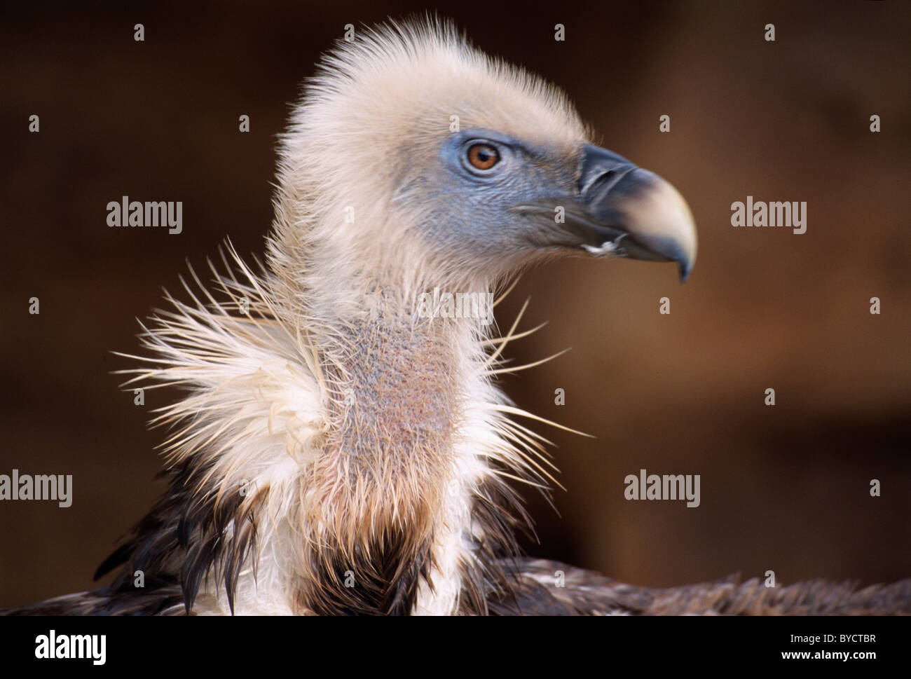 Birds of prey in tenerife hi-res stock photography and images - Alamy