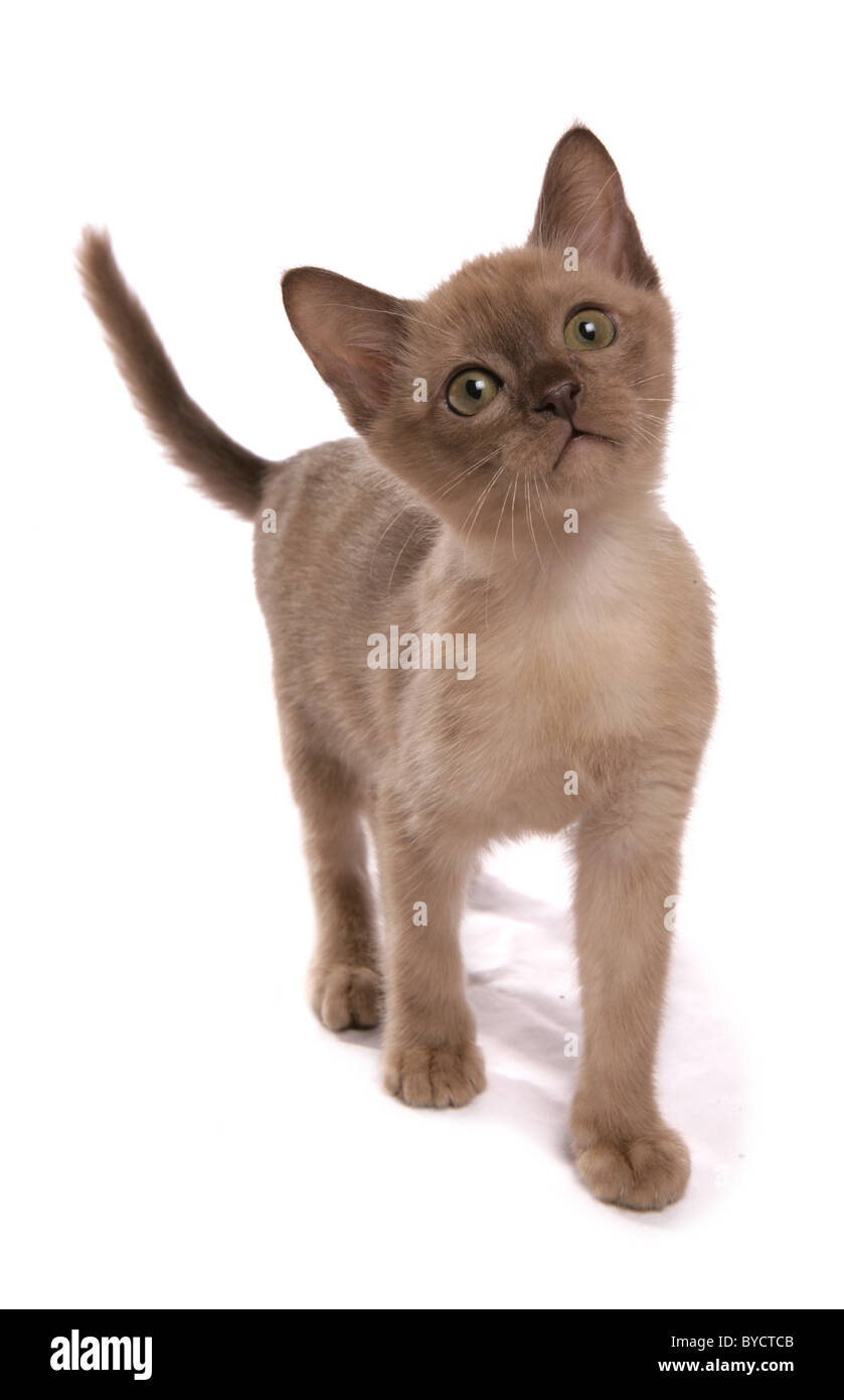 Burmese chocolate kitten Standing Portrait Studio Stock Photo Alamy — free download