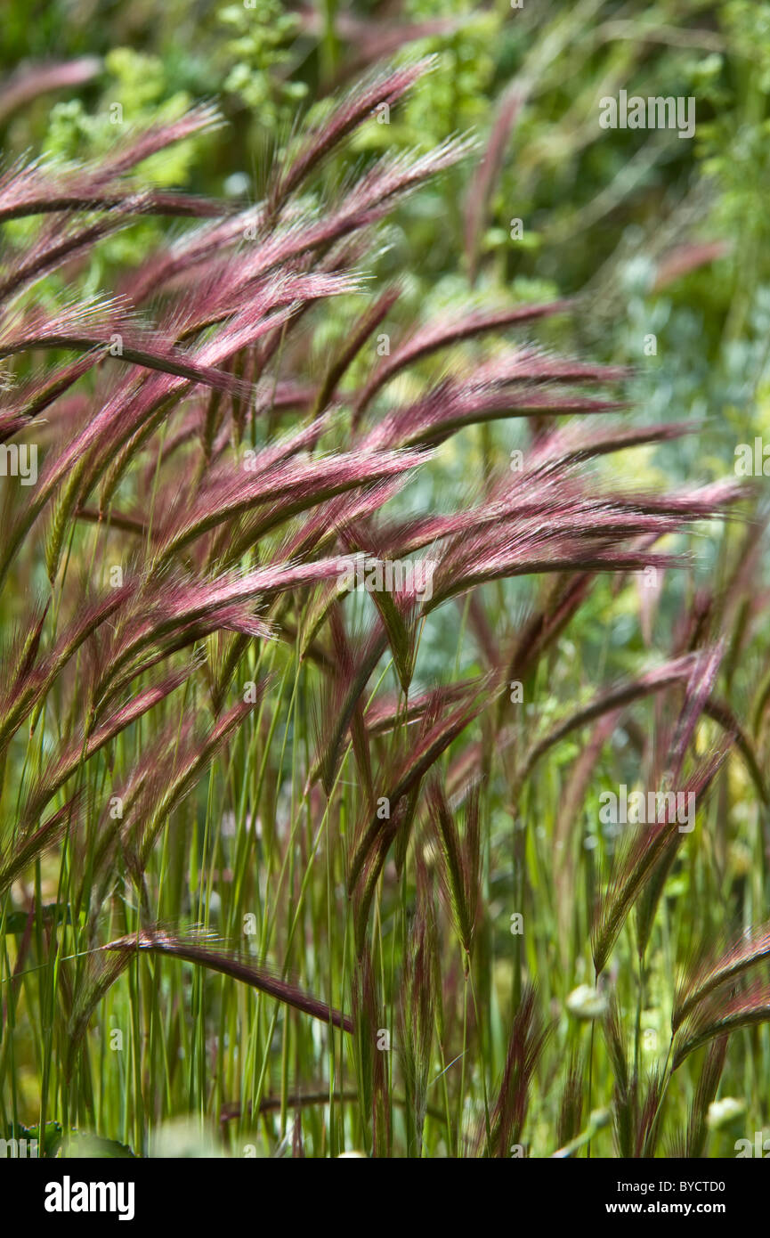 Foxtail Grass (Hordeum comosum) Laguna Nimez Nature Reserve, El Calafate, Santa Cruz, Patagonia, Argentina, South America Stock Photo