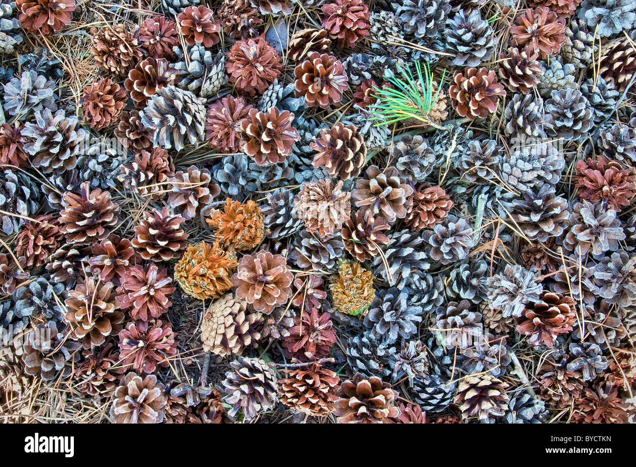 Scots Pine cones and needles covering the ground Stock Photo