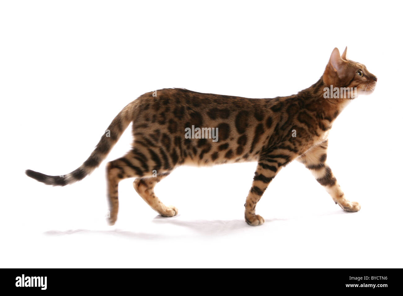 Rosetted Bengal Cat Walking Portrait Studio Stock Photo Alamy
