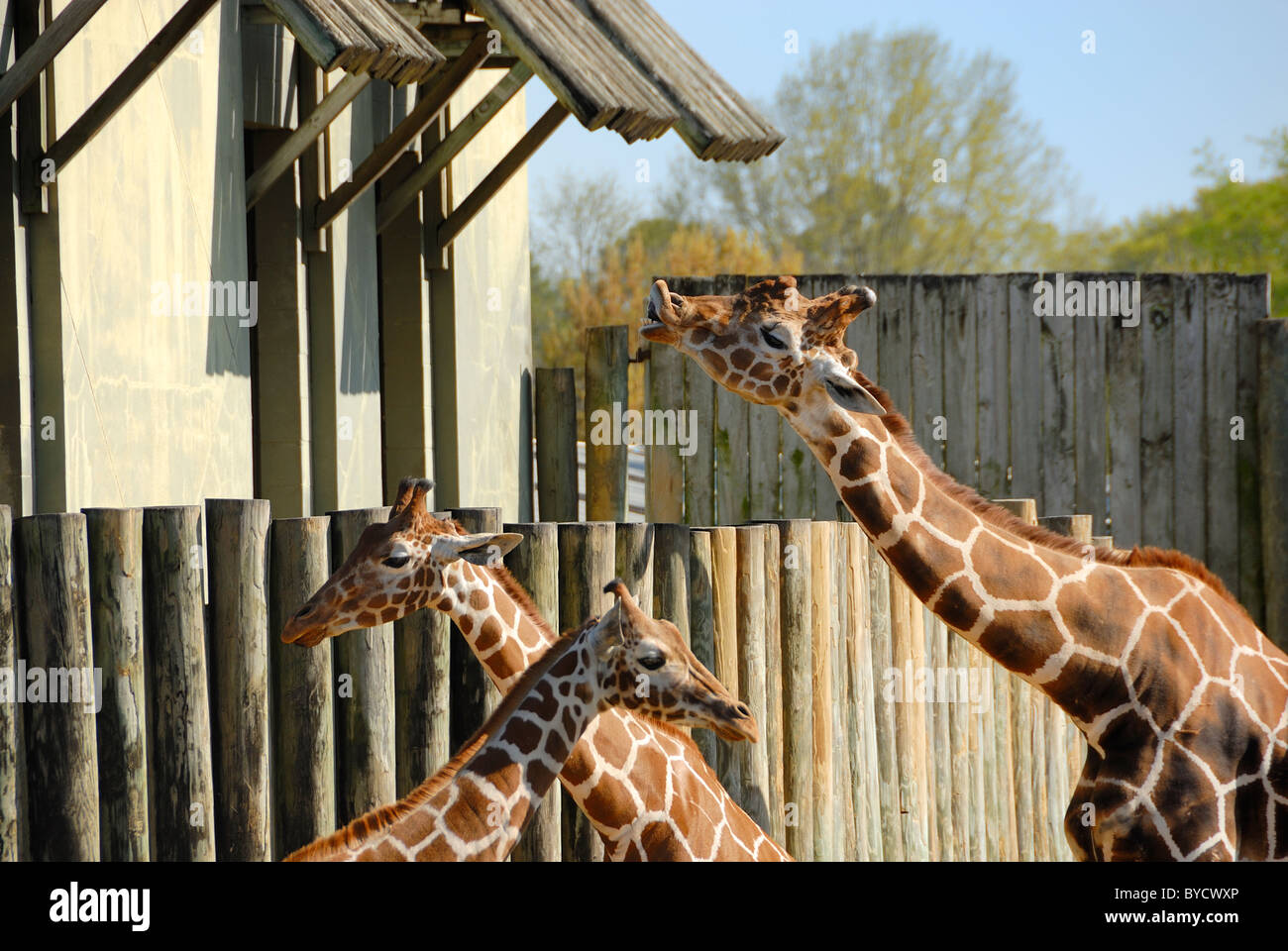 Giraffe Smile High Resolution Stock Photography and Images - Alamy