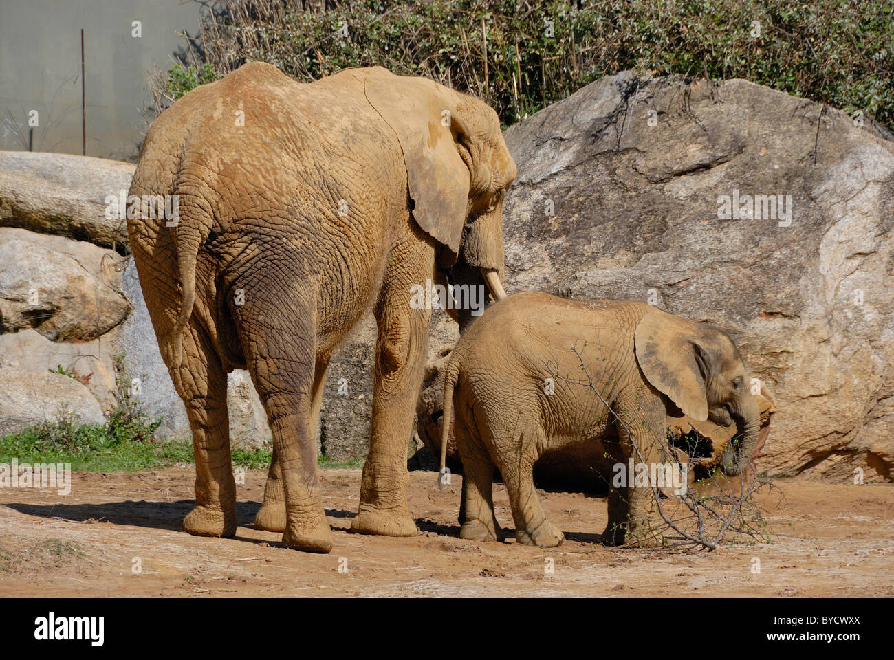 A mother elephant taking care of her baby Stock Photo Alamy
