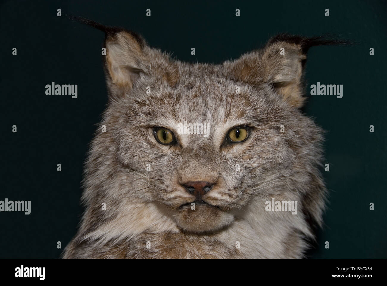 A closeup photo of an Alaskan Lynx, a well known wild cat living in