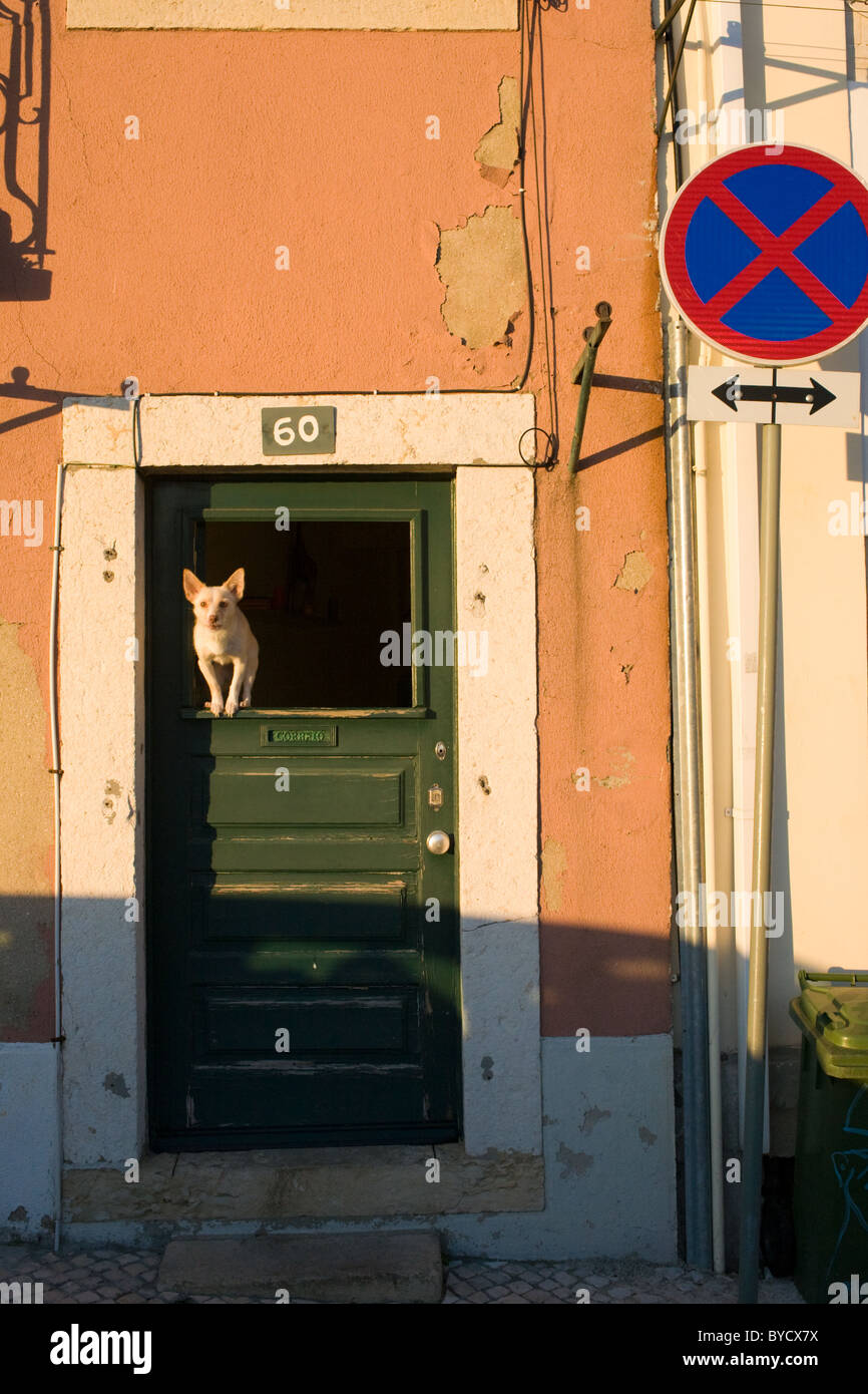 Dog in doorway, Lisbon, Portugal Stock Photo