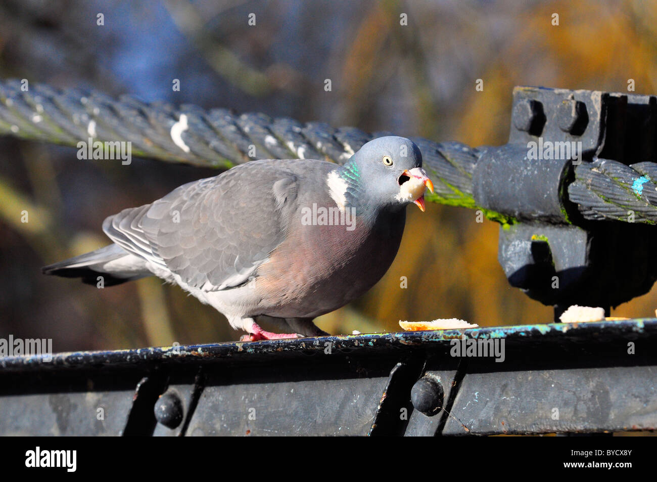 Wood pigeon eating bread on a bridge Stock Photo Alamy