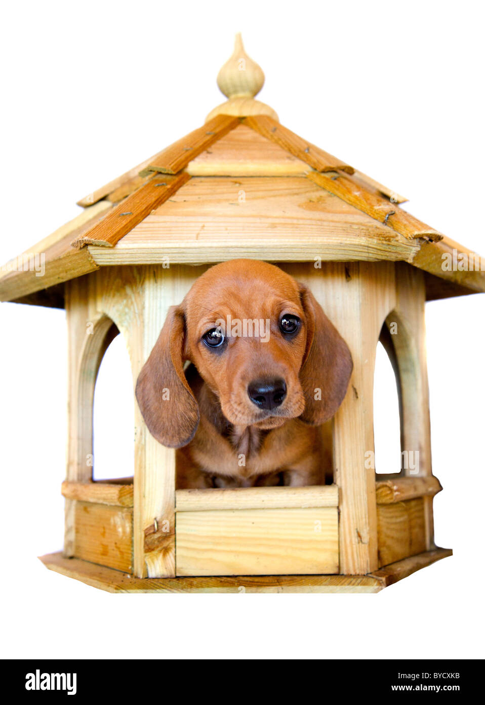 Miniature dachshund puppies Stock Photo