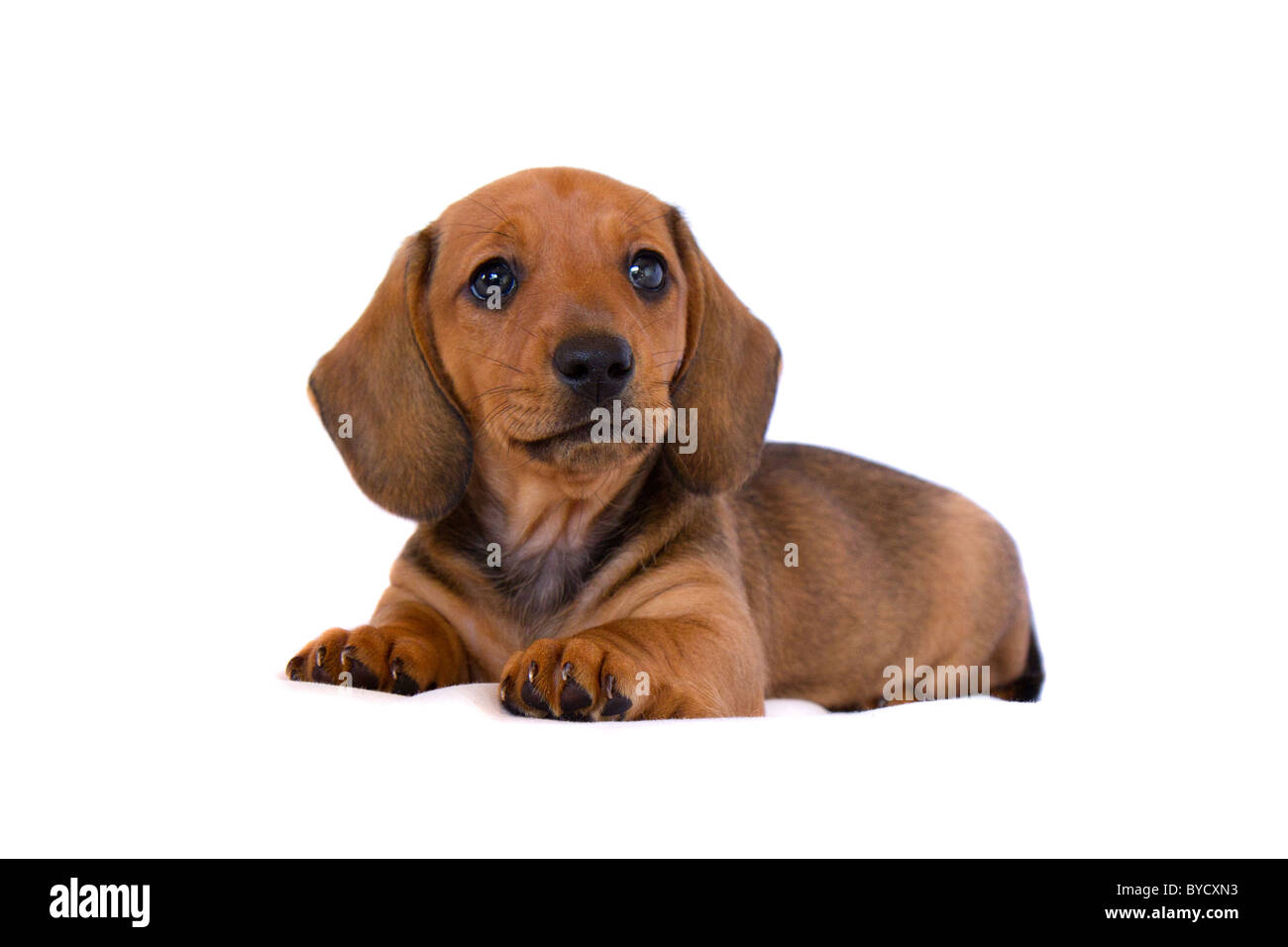 Miniature dachshund puppy Stock Photo Alamy