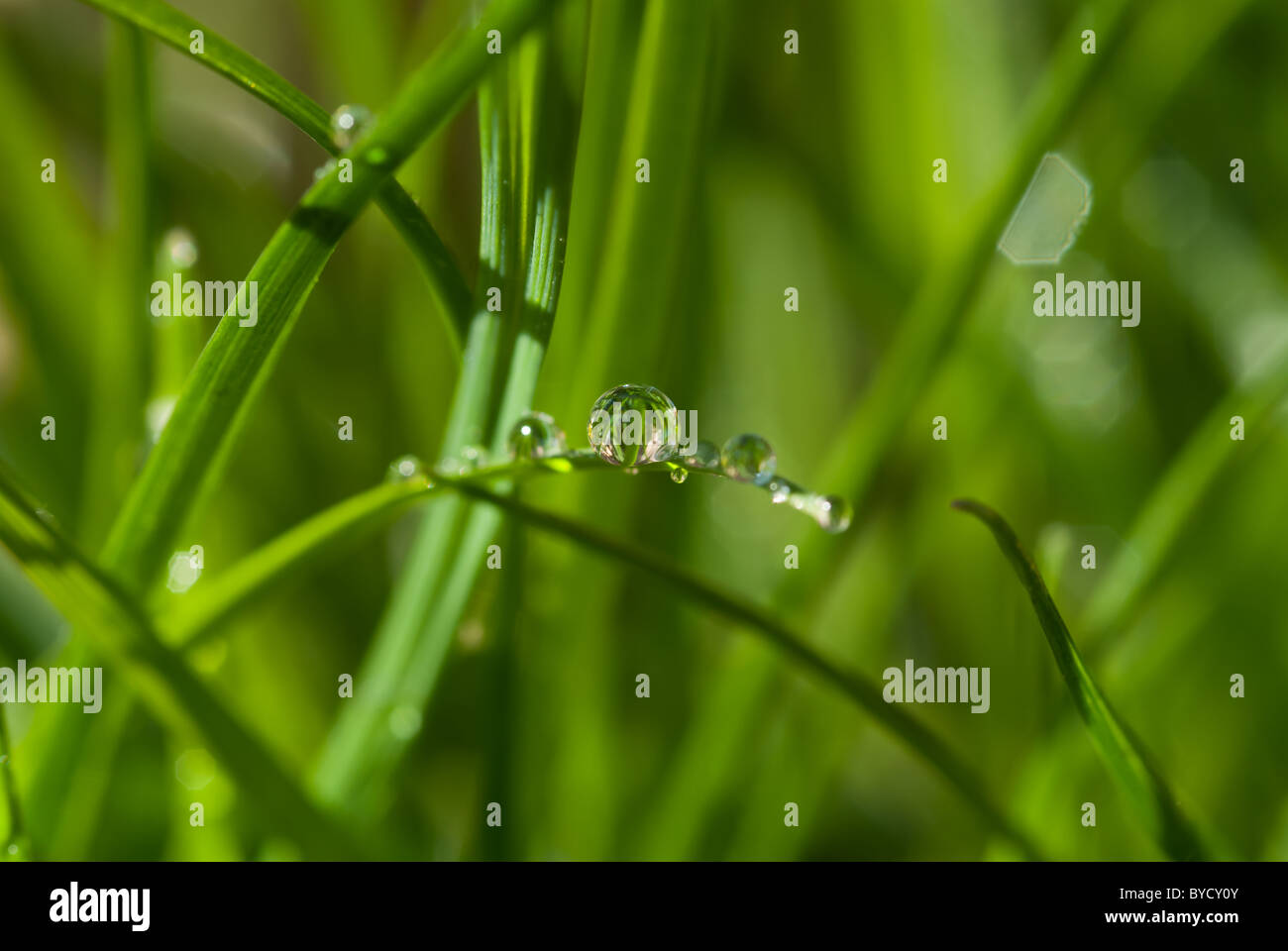 Drops of water on a blade of grass with a clear reflection of the grass