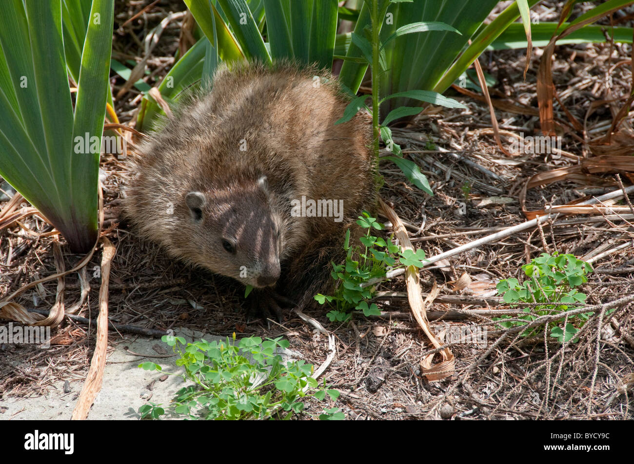 Woodchuck; Marmota monax; common North American burrowing and hibernating marmot; Stock Photo