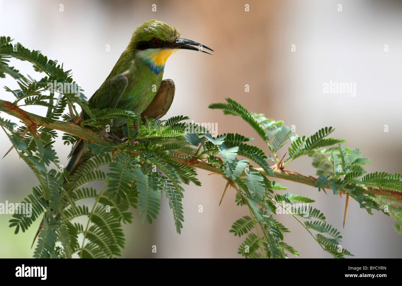 Swallow Tailed Bee Eater Stock Photo