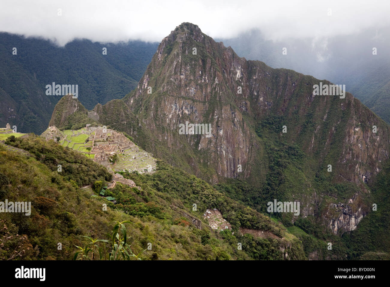 Dossel Verde De Bambu Em Selvas Da Alta Altitude Em Andes Peruanos Com  Montanhas Nuvem-cobertas, Peru Foto de Stock - Imagem de montanha,  floresta: 154208264