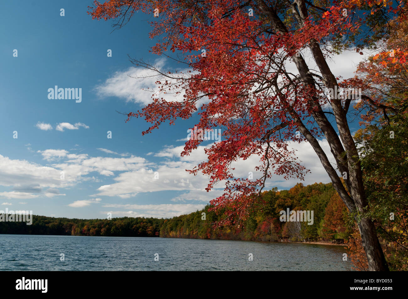 Walden Pond in Concord, ma is the setting of Henry David Thoreau's famous book. Stock Photo