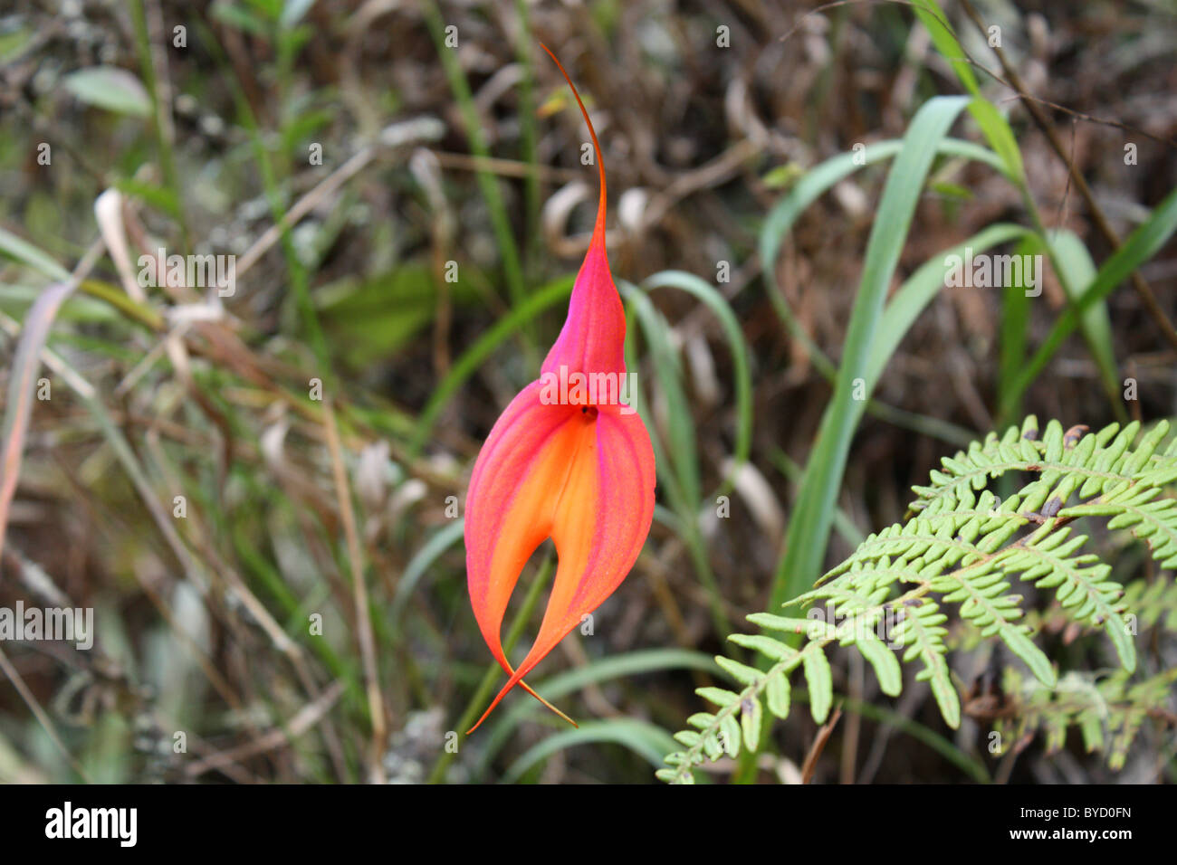 Masdevallia Veitchiana flower near Machu Picchu Stock Photo