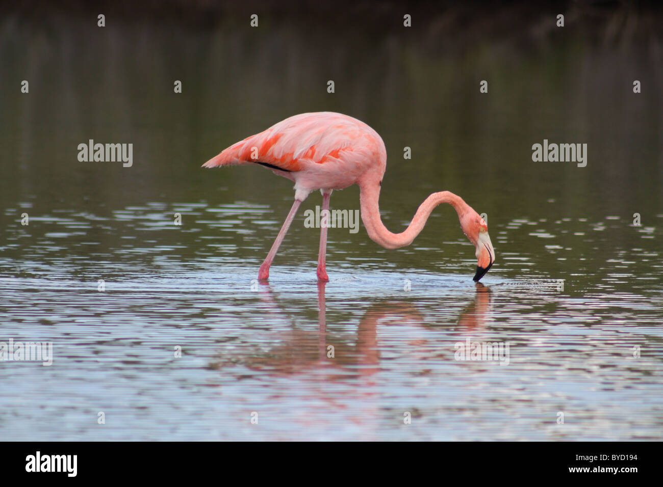 Flamingo on Isla Santa Cruz in the Galapagos Islands Stock Photo