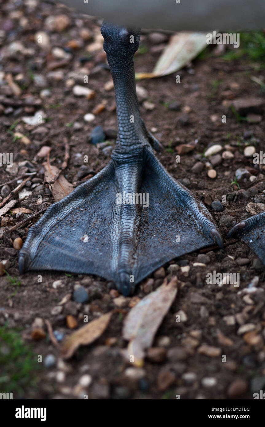 Hornsea Mere Canada Goose Foot Stock Photo Alamy