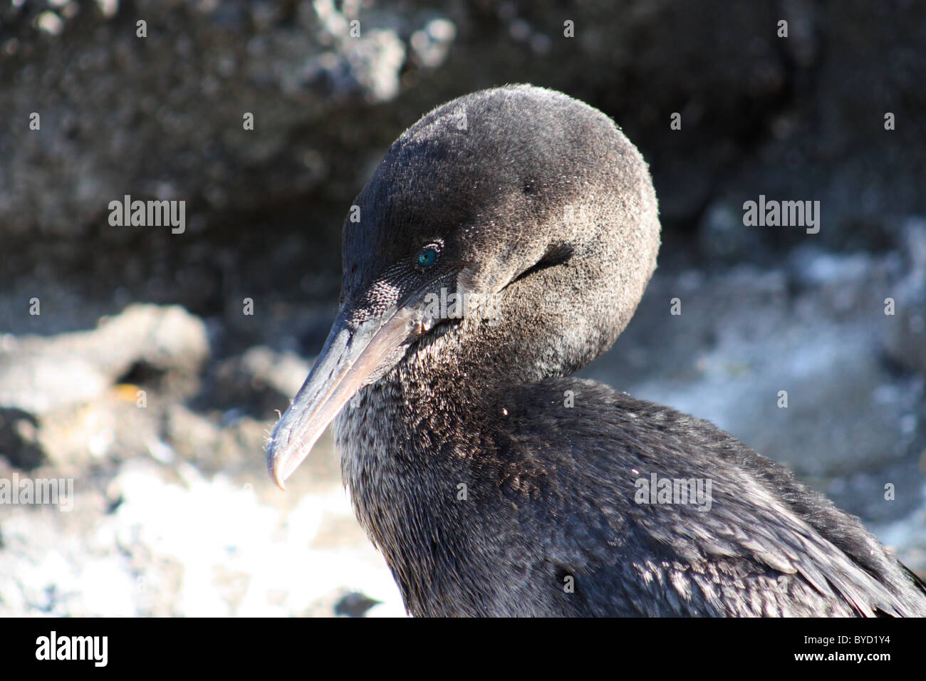 Flightless Cormorant on Isla Isabela in teh Galapagos Islands Stock