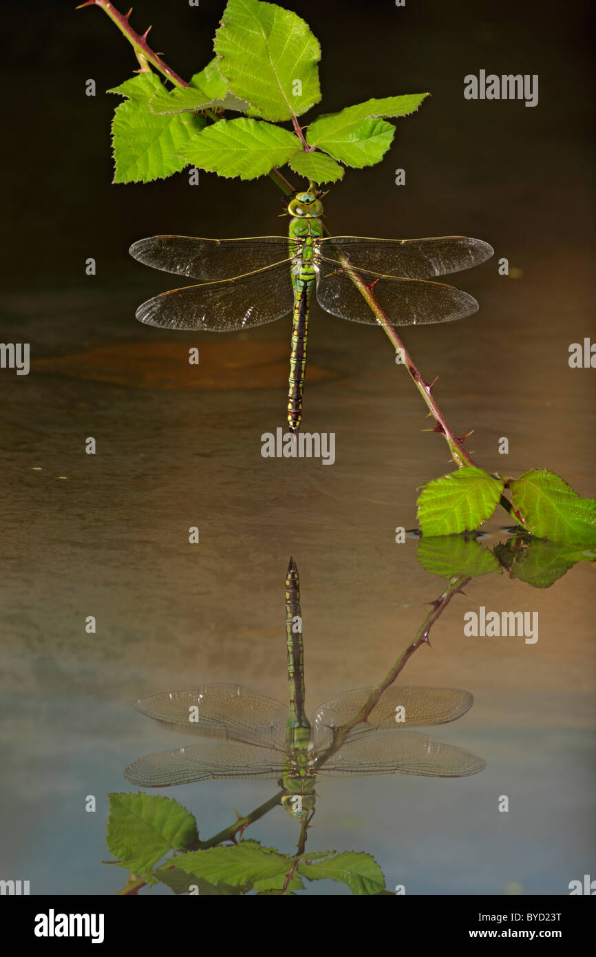 Emperor Dragonfly ( Anex imperator ) on bramble with reflection Stock Photo