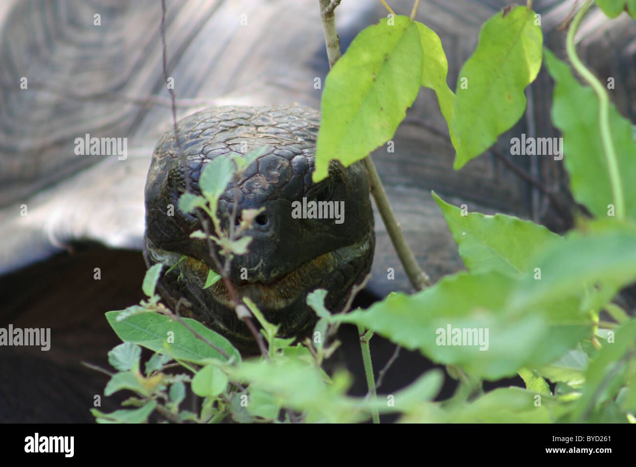 Giant Tortoise on Isla Isabela in the Galapagos Islands Stock Photo