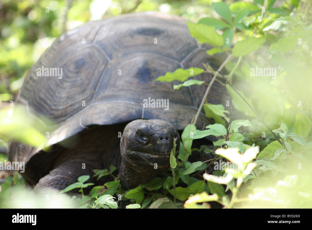 Giant Tortoise on Isla Isabela in the Galapagos Islands Stock Photo