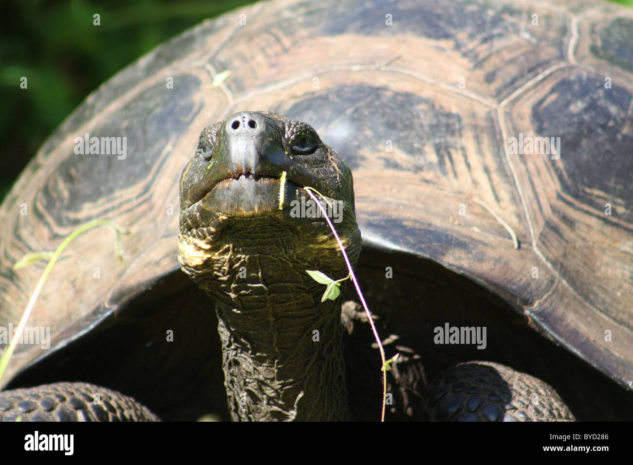 Giant Tortoise on Isla Isabela in the Galapagos Islands Stock Photo