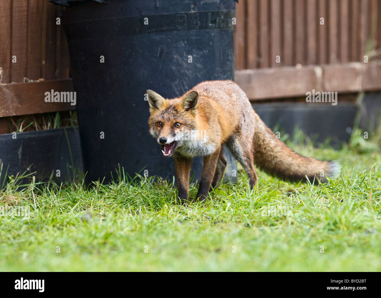Red Fox ( Vulpes vulpes ) near dustbin Stock Photo