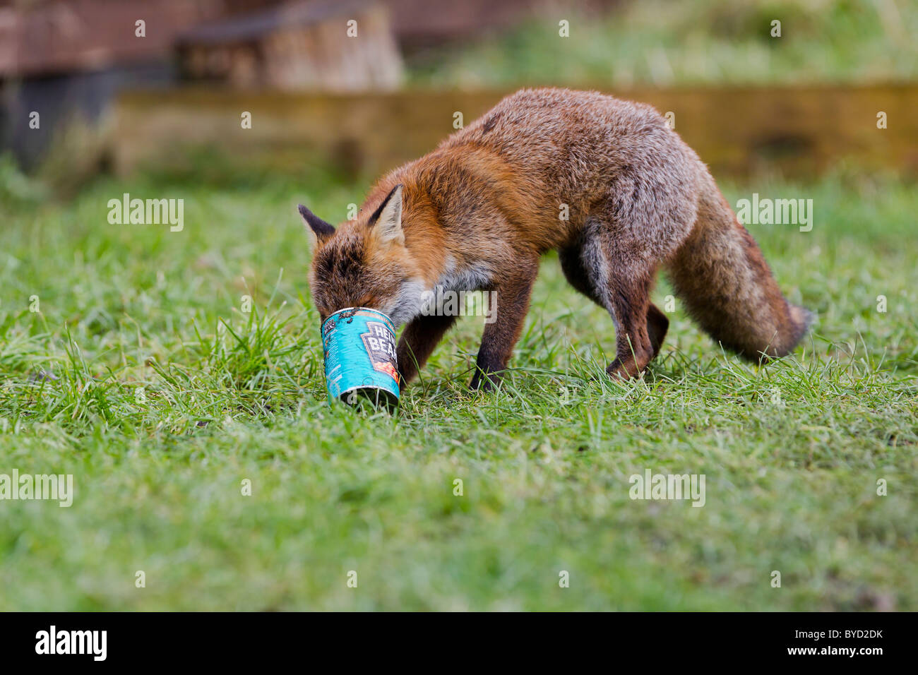 Red Fox ( Vulpes vulpes ) scavenging can from dustbin Stock Photo