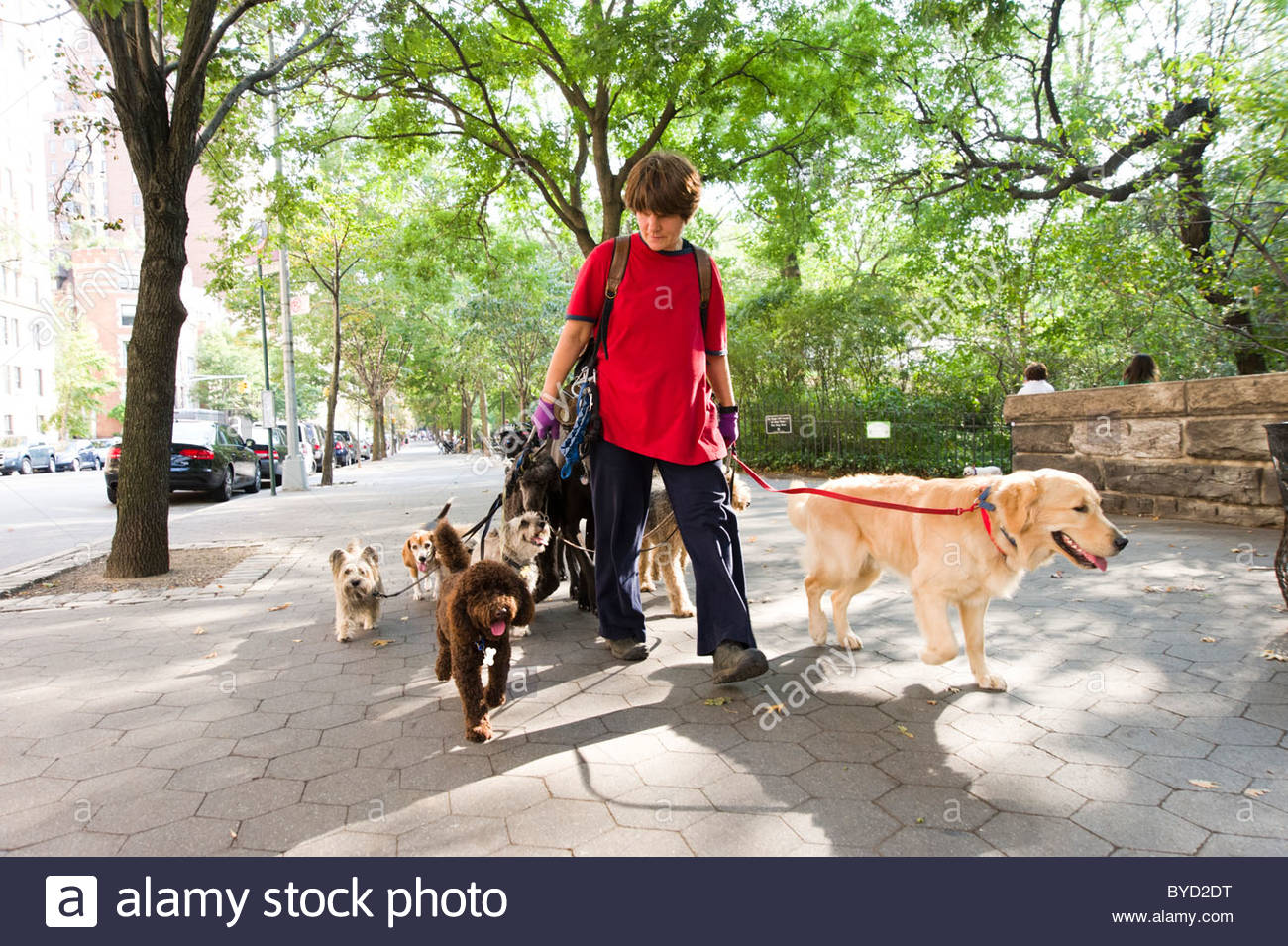 Dog Walker Stock Photos & Dog Walker Stock Images Alamy