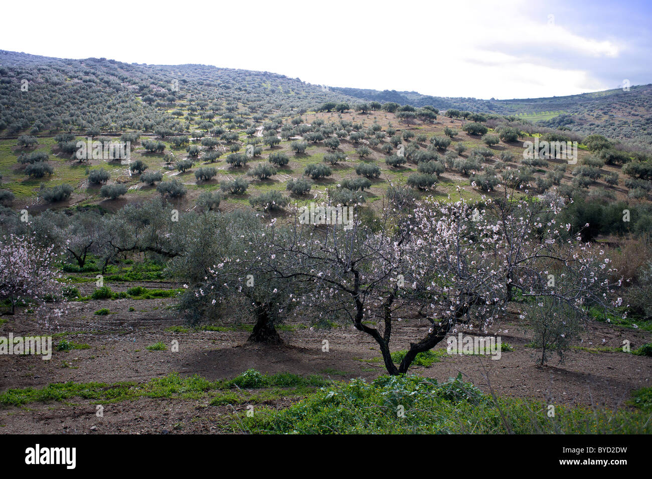 Almond trees in blossom, olive trees in the background, February, Andalucia, Spain, Europe, European, Spanish, Andalucia, Stock Photo