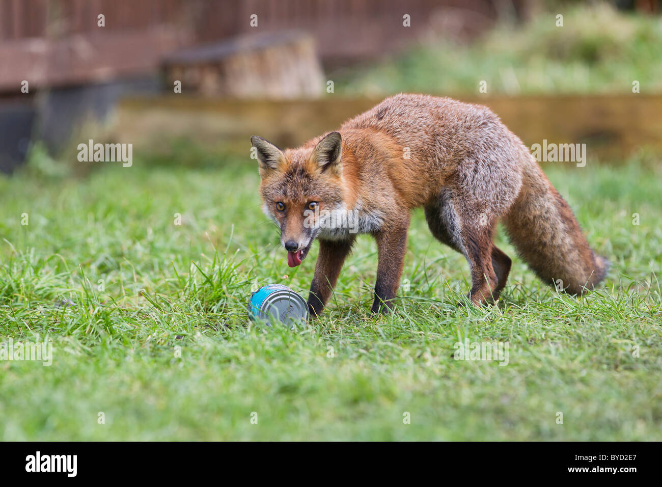 Red Fox ( Vulpes vulpes ) scavenging can Stock Photo