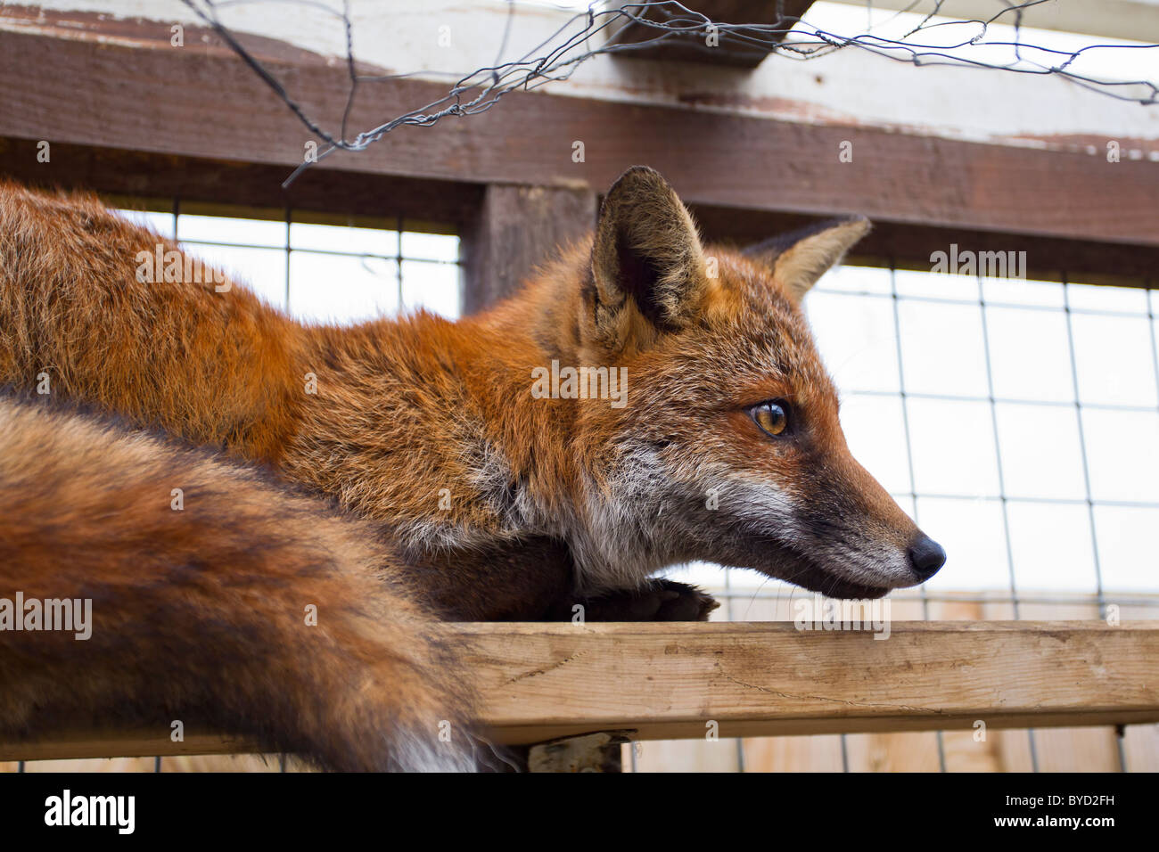 Red Fox ( Vulpes vulpes ) in pen Stock Photo
