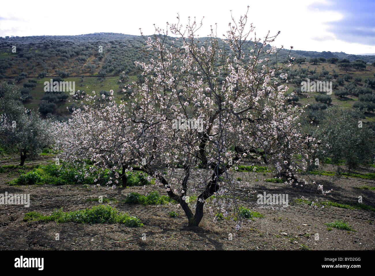 Almond tree in blossom, olive trees in the background, February, Andalucia, Spain, Europe, European, Spanish, Andalucia, Stock Photo