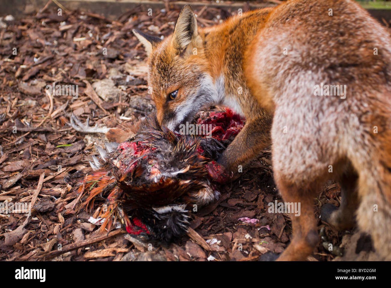 Red Fox ( Vulpes vulpes ) eating pheasant by pen Stock Photo