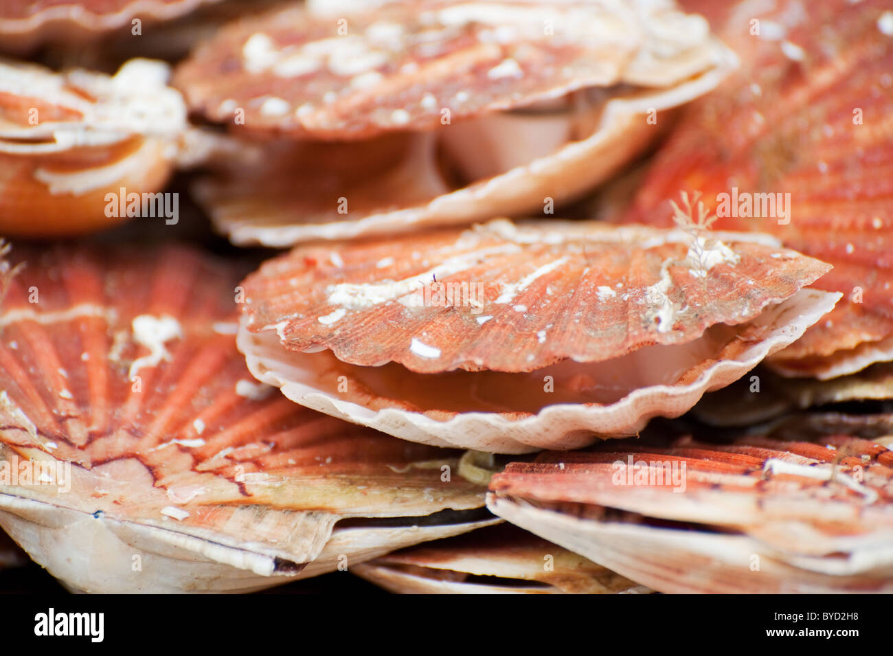 Delicacy in France Scallop shells for food purpose Stock Photo Alamy