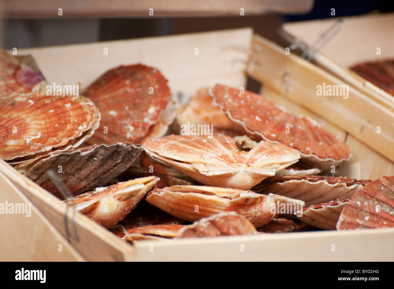 Delicacy in France Scallop shells for food purpose Stock Photo Alamy