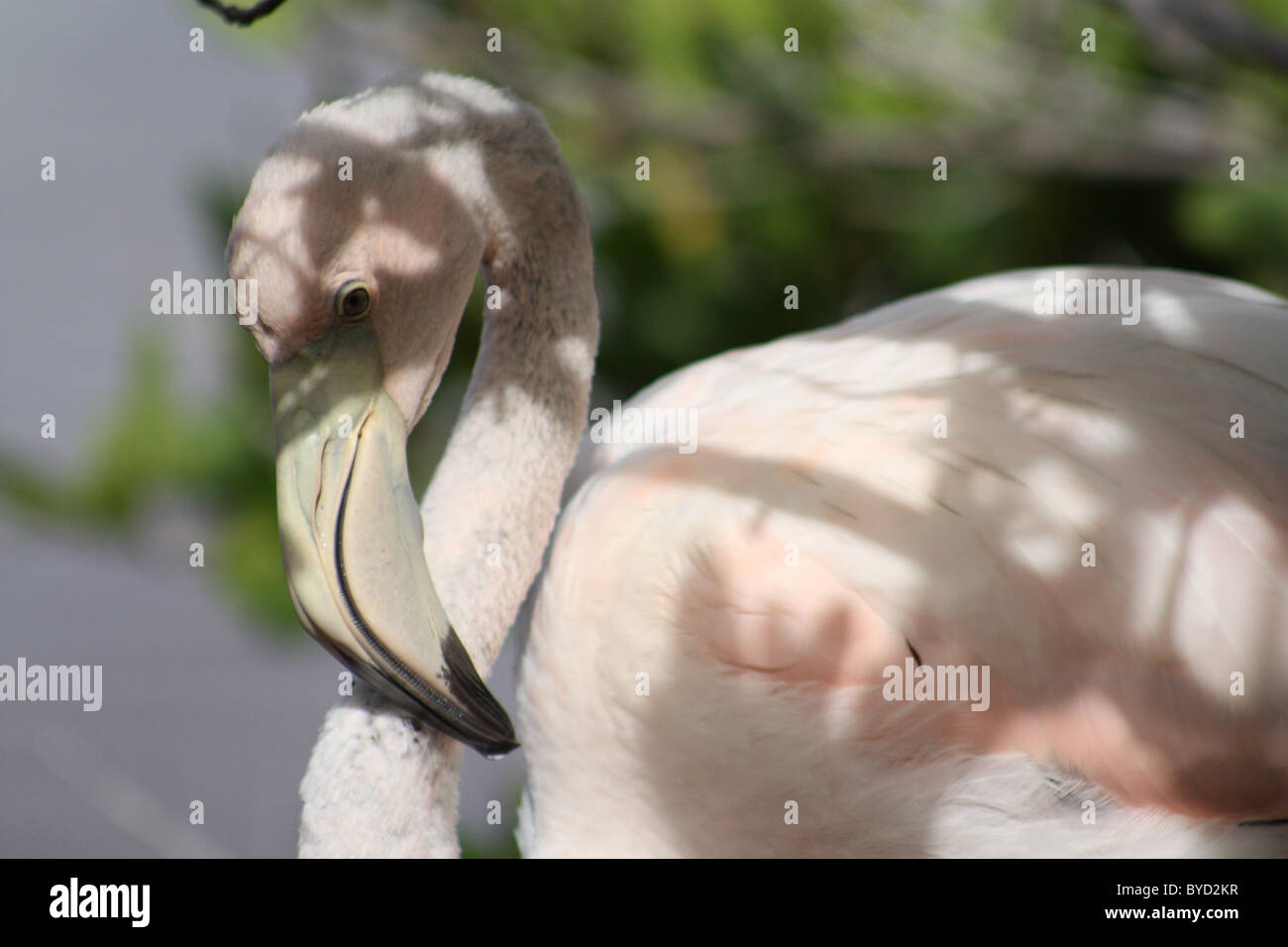 Juvenile Flamingo in the Galapagos Stock Photo