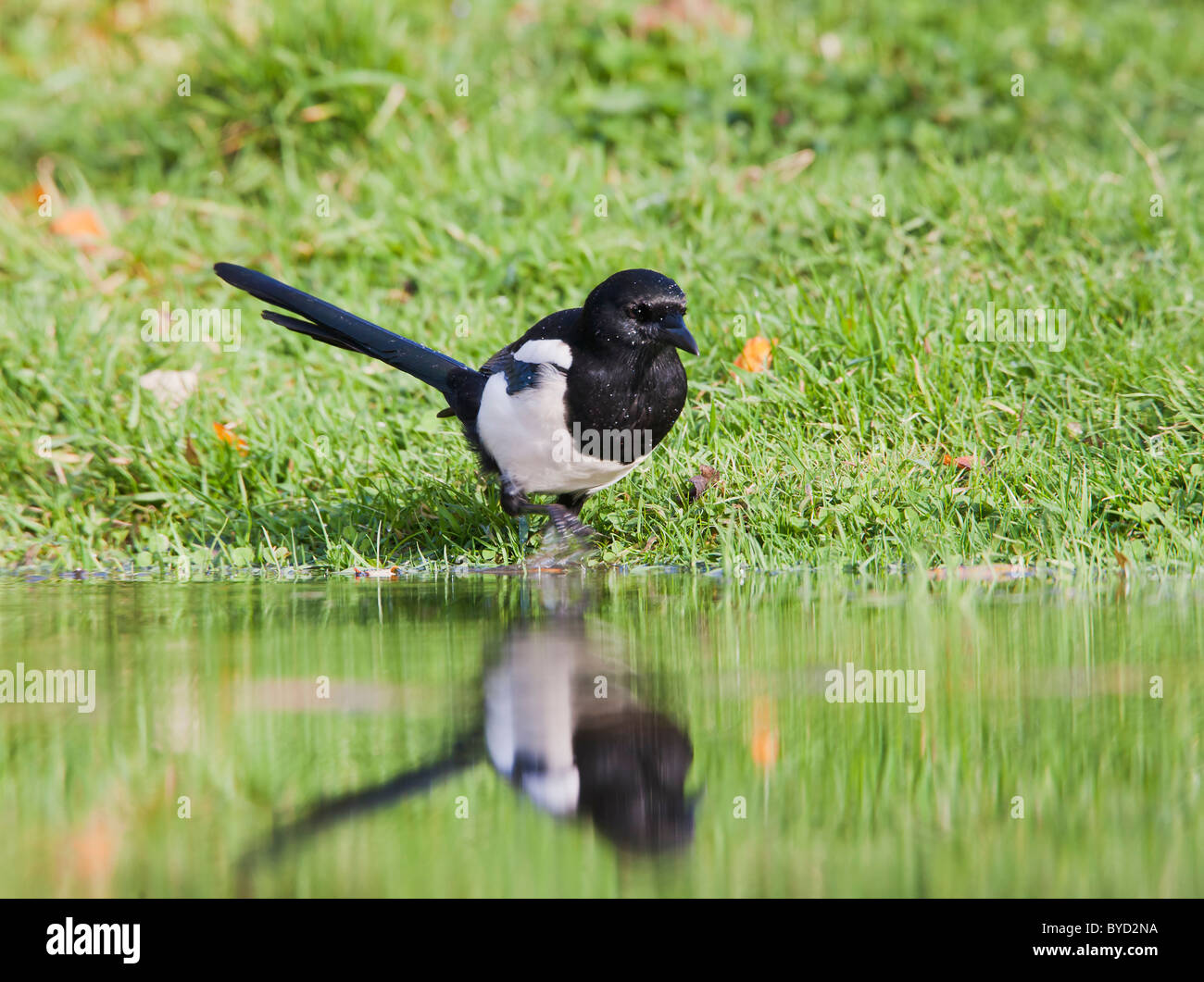 Magpie ( Pica pica ) bathing in pond Stock Photo