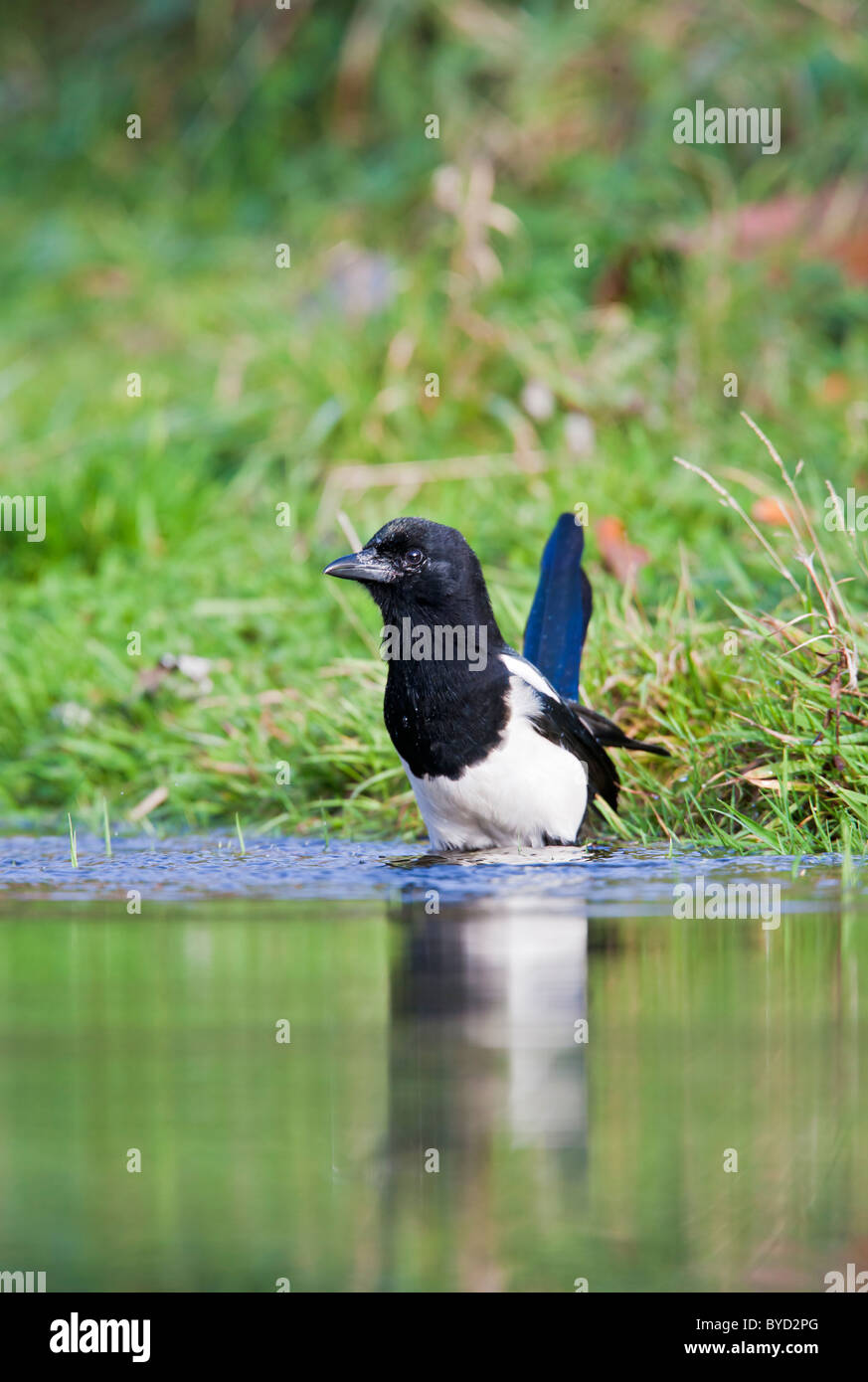 Magpie ( Pica pica ) bathing in pond Stock Photo