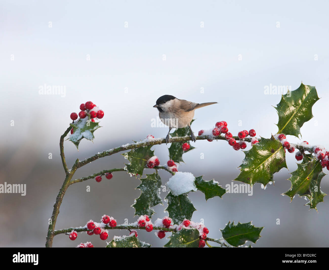 Marsh Tit ( Parus palustris ) on Holly in snow Stock Photo