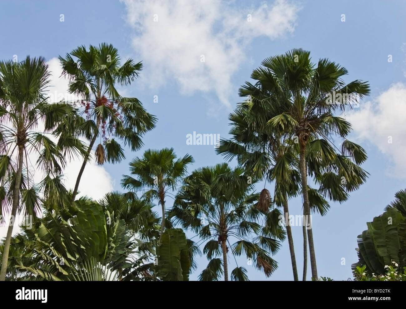Palmtree palm tree hi-res stock photography and images - Alamy