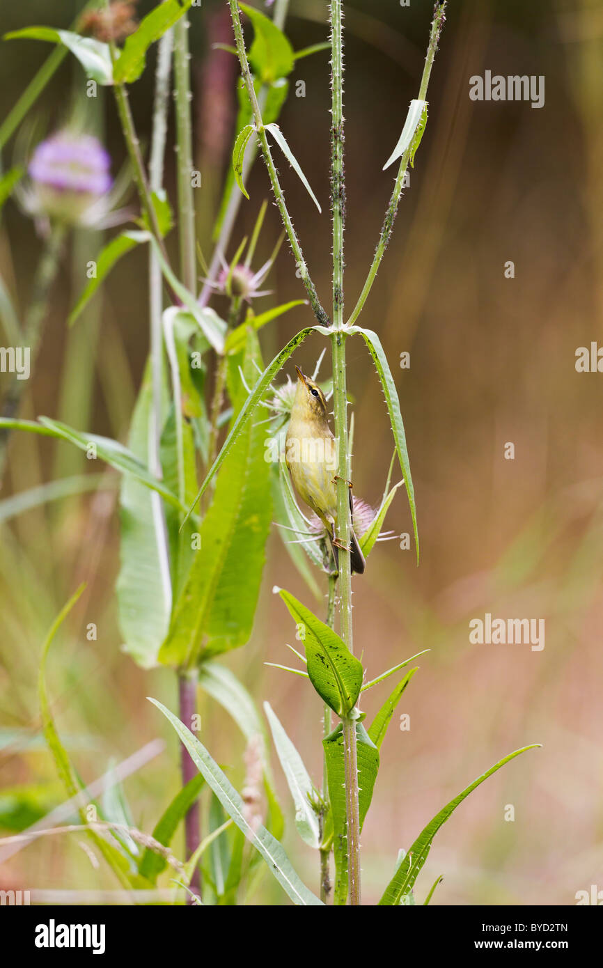 Willow Warbler ( Phylloscopos trochilus ) taking blackfly from teasel Stock Photo