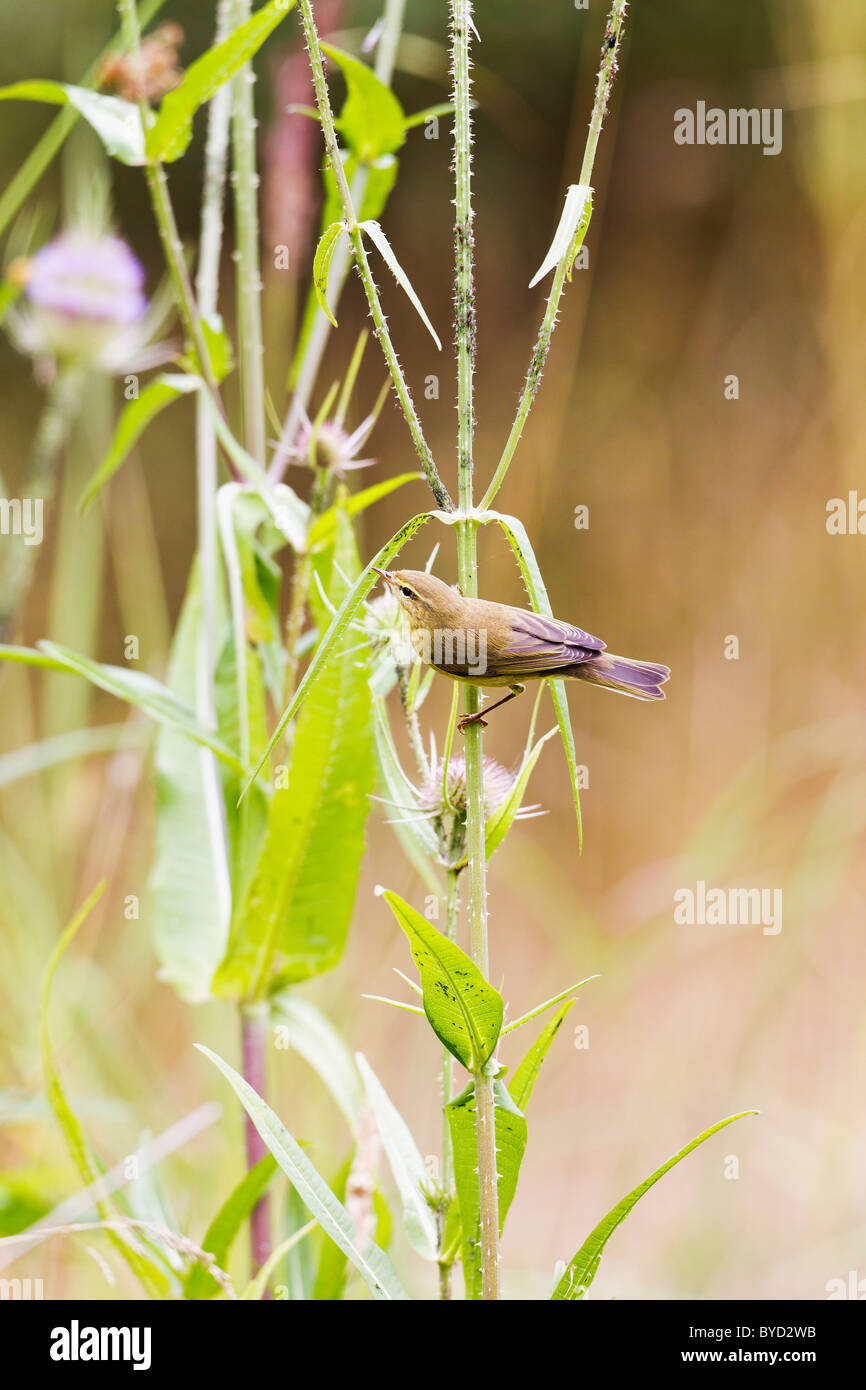 Willow Warbler ( Phylloscopos trochilus ) taking blackfly from teasel Stock Photo